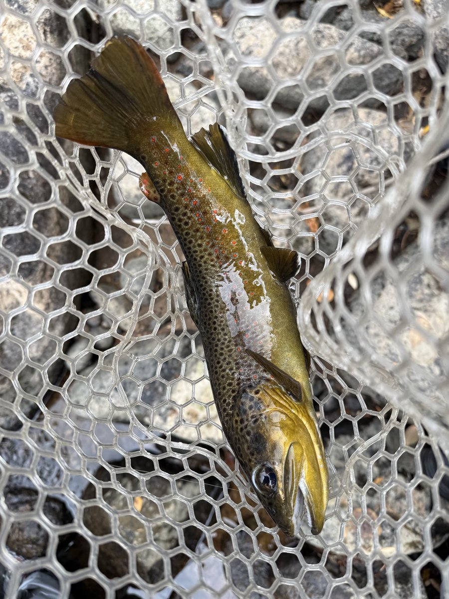 Shouldbgolfng's tweet photo. Couple of highlights so far #flyfishing #troutfishing #fish #fishing #trout #wildtrout #troutfly #nymph #coloradotrout #coloradofishing #coloradoangler #catchandrelease #dryfly #dryflyfishing #nymphfishing #flytyingjunkie #flytyingphotography #flytying https://t.co/n1wDVg4aCd