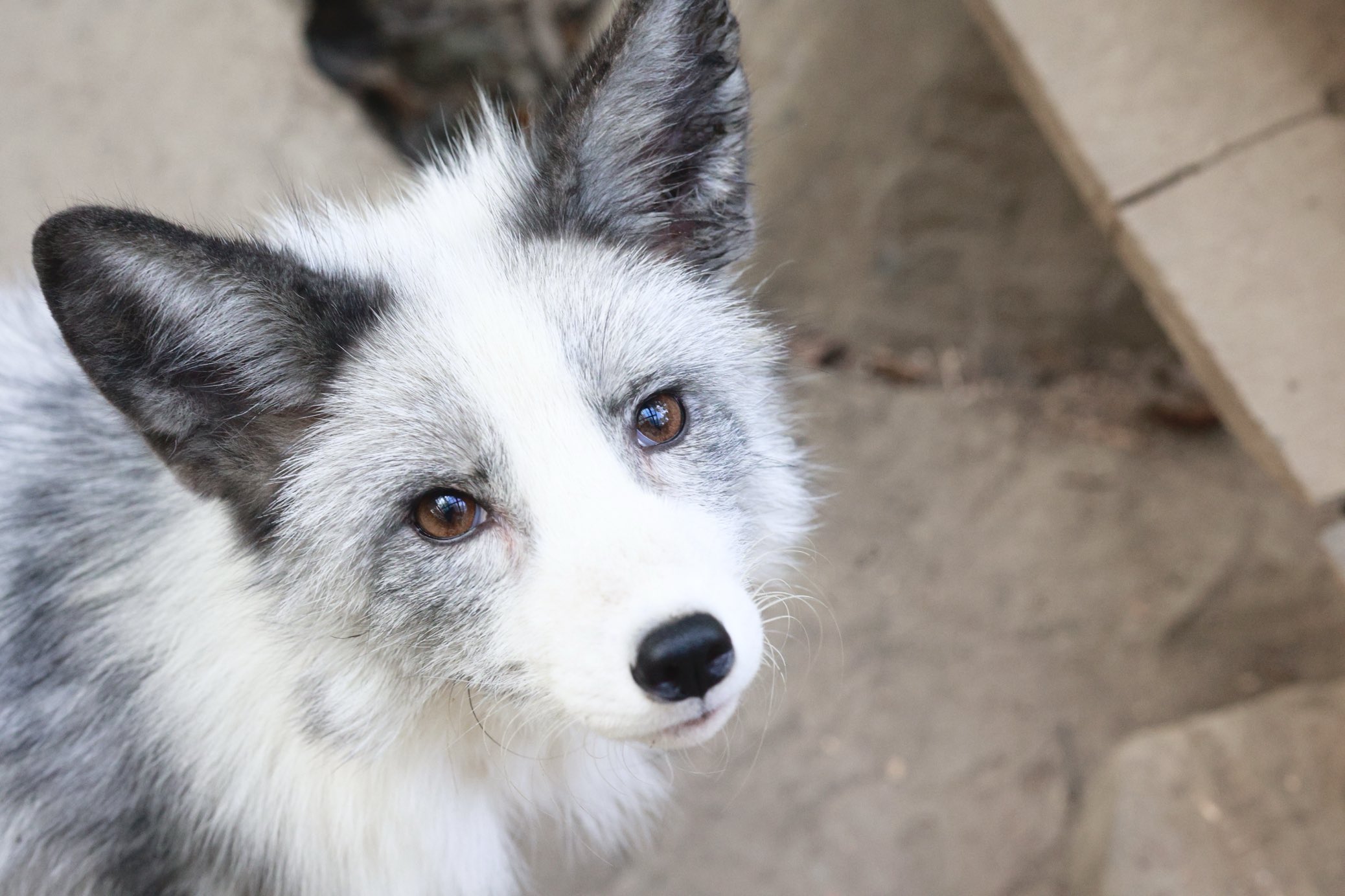 狐童(KODO) 狐童(KODO) Amazon.co.jp: BEST OF KODO - 鼓童: ミュージック