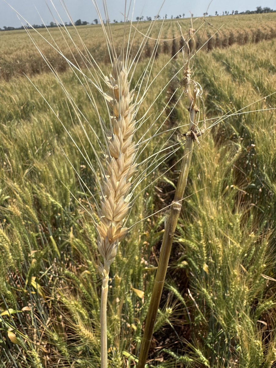 Leverage (S) wheat varieties with victrato crown rot seed treatment vs untreated. 1st photo (treated), 2nd photo (untreated), 3rd photo (white head &amp; stem crown rot damage in untreated). Reviewing again in 1 week time to assess the value of victrato #victrato #syngenta #crownrot