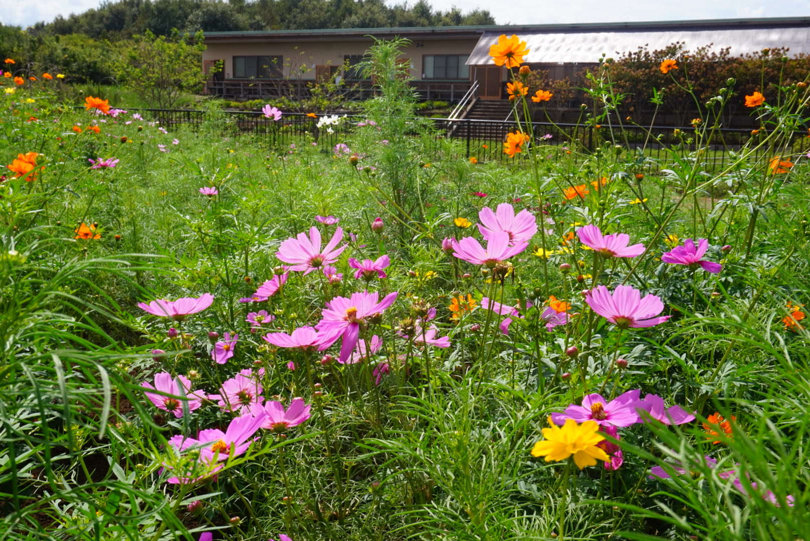 コスモス 千葉市観光協会 on X: 