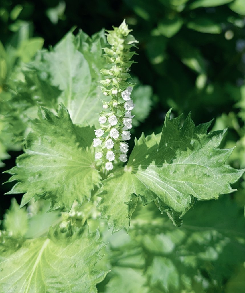 鉢植えのアップルミントの花と
地植えのシソの花が似てる🤗
どちらもシソ科の植物だったのか〜知らなかったぁ😆