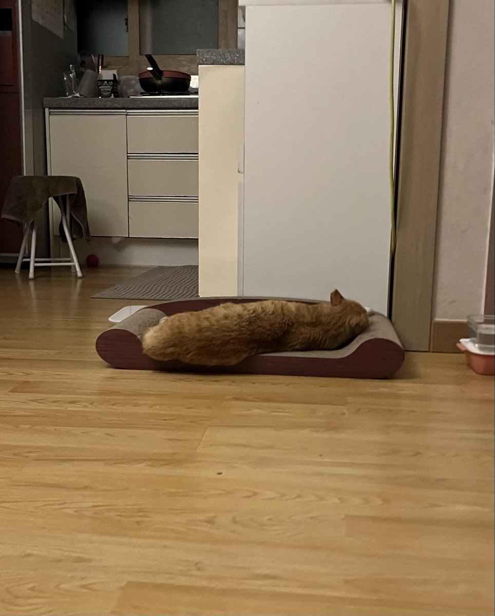 임보 첫날
구조자님이 “너무 말라서 걱정이에요…”라고 하셨었는데… 그 고양이…지금 흘러내려요.

이제는 누나 무릎을 제일 좋아하는 고양이가 되었습니다.
애교 많고, 밥 잘 먹고, 사냥 놀이도 잘해요.
우리 심바, 이제 가족만 찾으면 돼요! 💛