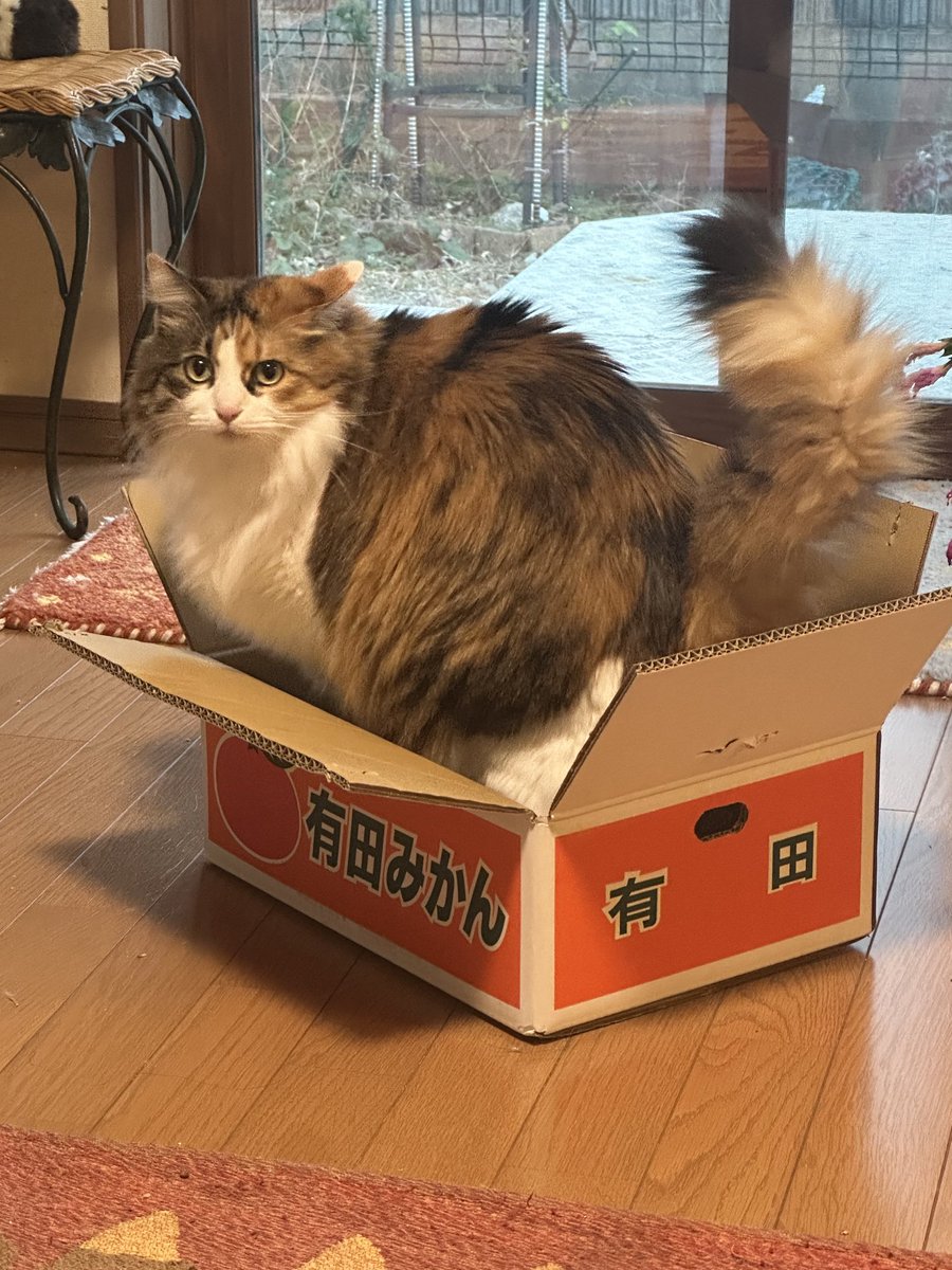 龍脈の精髄 クラスター 魂を浄化しご縁を結ぶ 売上一部保護猫活動に使用 公式】NPO法人にゃいるどはーと (@NPO48681819) / X