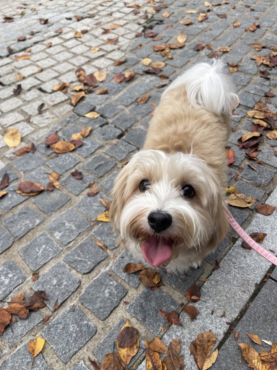 애플 (@lovelyapple1211) on Twitter photo 