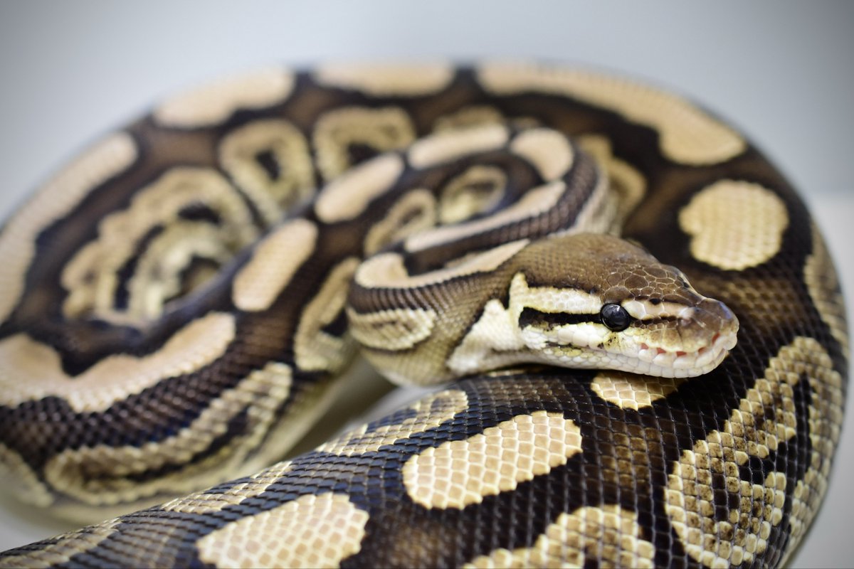 na___Python's tweet image. アダルトになってもしっかりとアザン。
室内のスポットライト全振りしたら
グレー味が飛んじゃった
BP RS Ax