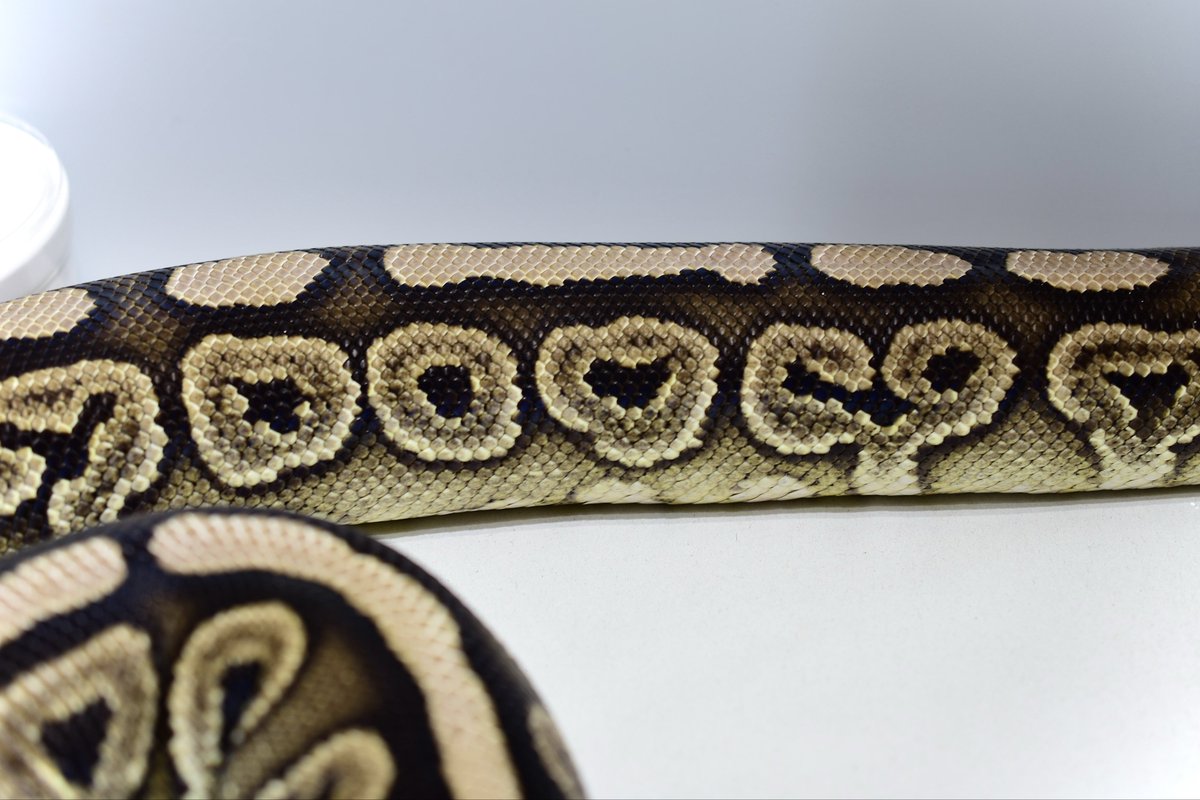 na___Python's tweet image. アダルトになってもしっかりとアザン。
室内のスポットライト全振りしたら
グレー味が飛んじゃった
BP RS Ax