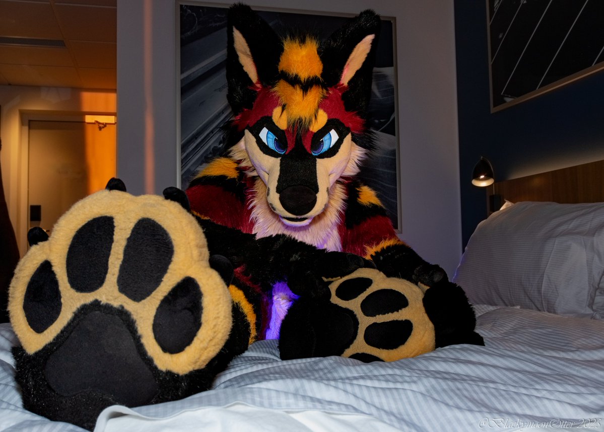 It's Fursuitfriday-evening and you find this folf on your bed like this... What will you do?

🪡 : <a href="/Zuri_Studios/">Zuri Studios</a> 
📷: <a href="/BlackymoonOtter/">Blackymoon 🔜 NFC2026</a> 
🌍: <a href="/NordicFuzzCon/">NordicFuzzCon</a> 2025

#FursuitFriday #fursuit #furryfandom #Furry #NFC2025 #paws