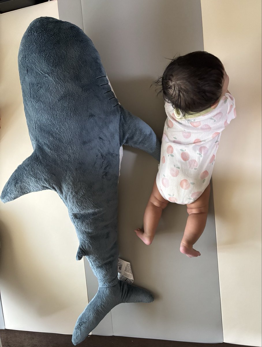 chocolate25255's tweet photo. 引っ越し前にIKEAのサメちゃん買った！
思ってたよりデカかったわ🙄 https://t.co/TgBgUjfmsq