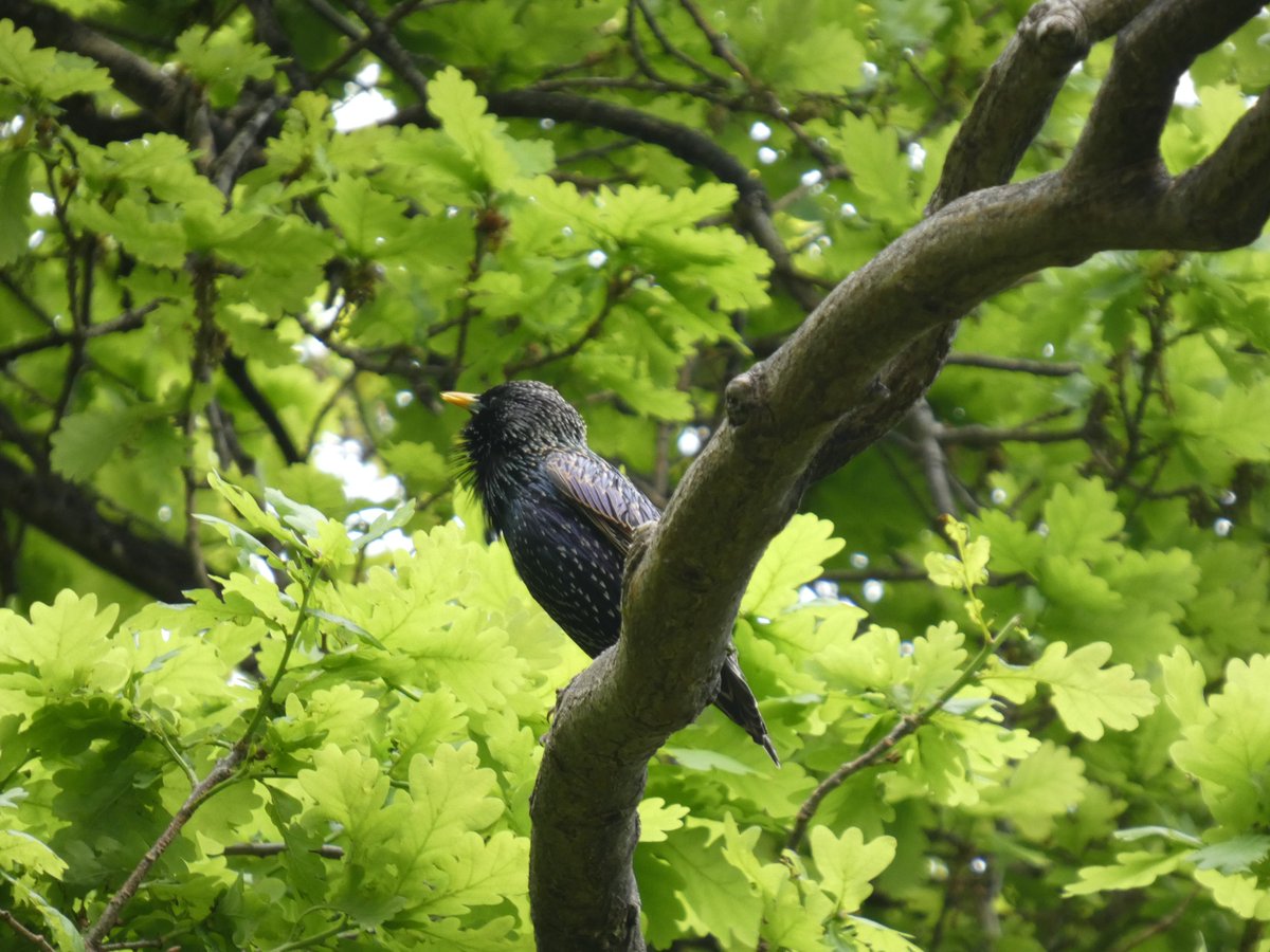 Dr. Diana King🏳️‍⚧️🐚🦖 tweet media