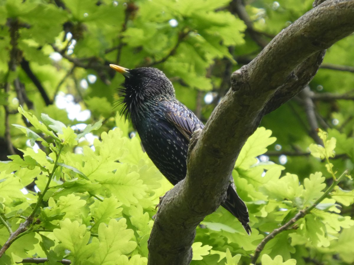 Dr. Diana King🏳️‍⚧️🐚🦖 tweet media