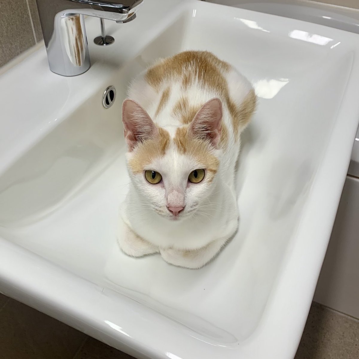 재투성이 재삐가 세면대만큼 하얘졌어요
진짜 사랑스러운 애기를 낳은 애기🧡

퍼펙기특고양이 - 재삐(여) 

입양신청 : nabiya.org/adopt
임보신청 : nabiya.org/foster_notice

#나비야사랑해_재삐네 #나비야사랑해_재삐 #고양이입양 #입양홍보  #한치두치세치네치뿌꾸빵