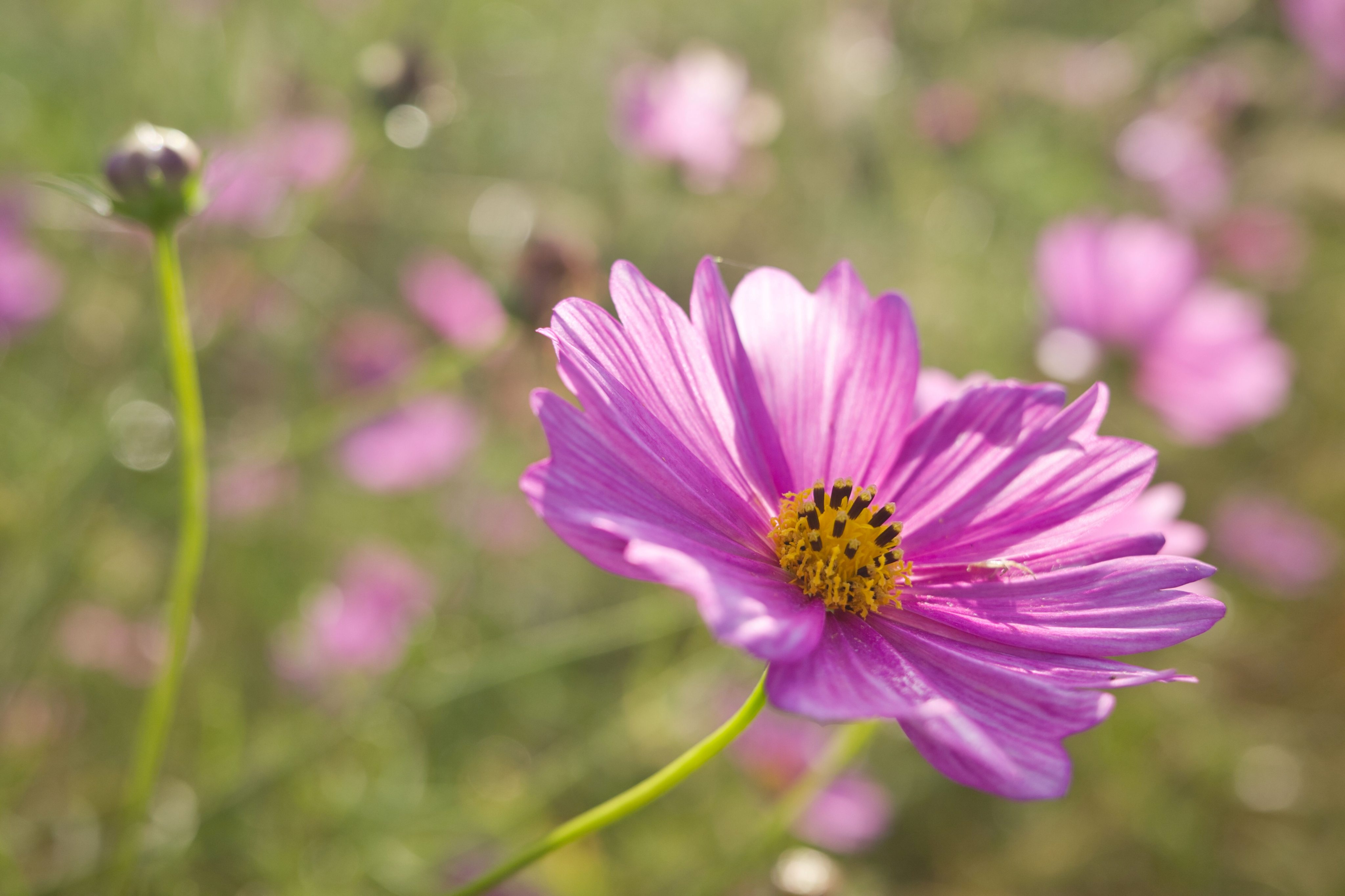 風の谷のドナドナ on X: 