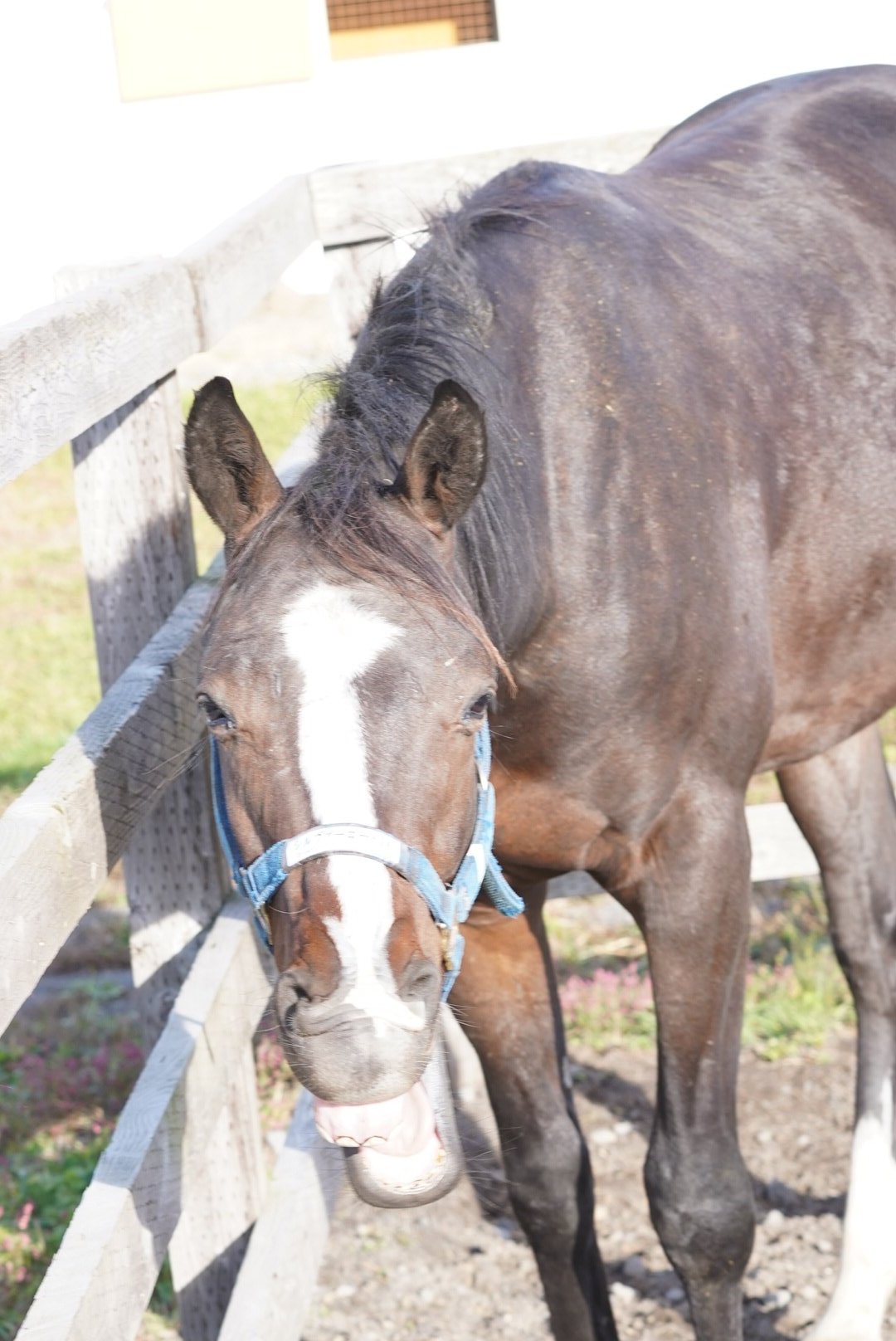 シルヴァーコード24 – Søg / X