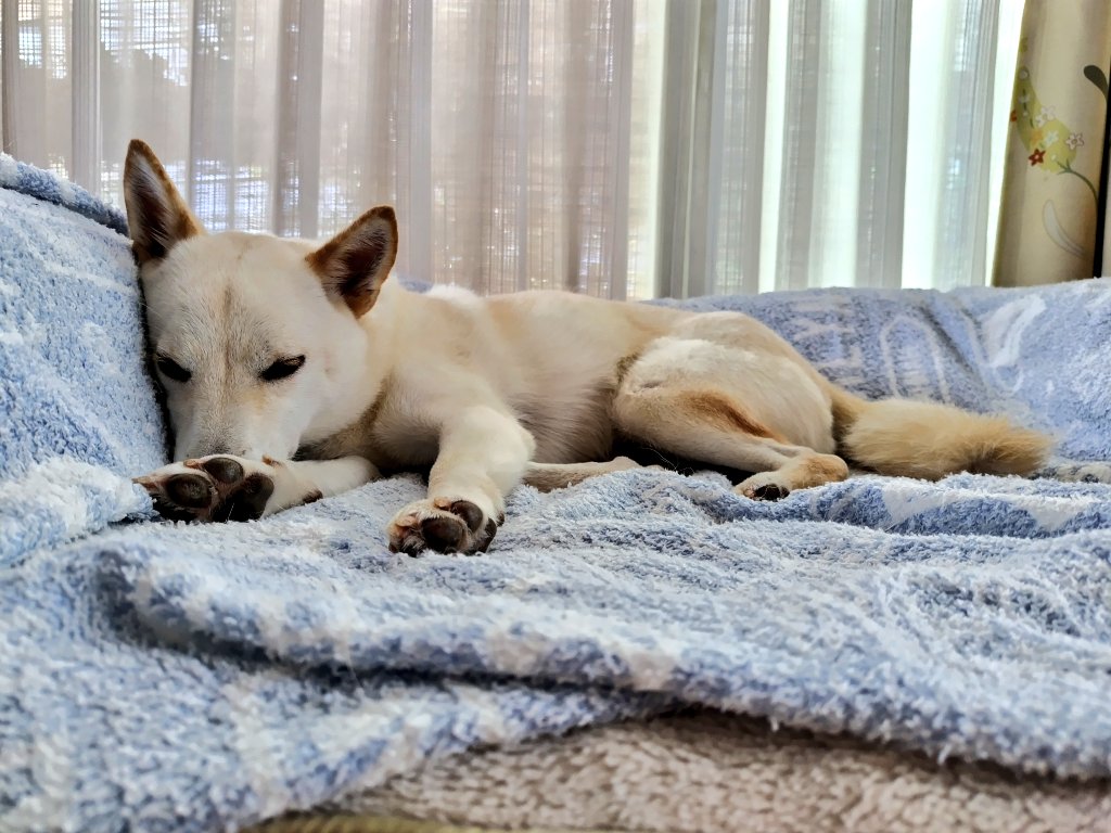 しえすた😴
#柴犬　#柴犬兄妹
#ちょうどええ気候
#午後１時の柴犬たち
#薄目あけてる