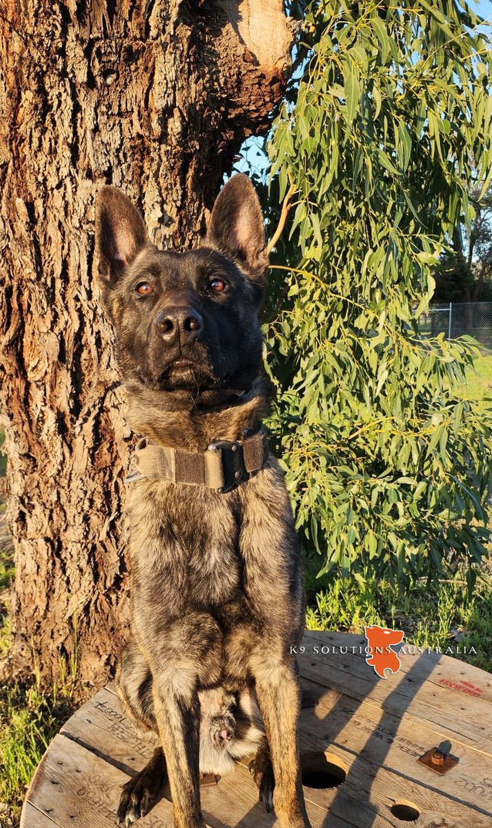 K9SA DARCY going against type &amp; trying to blend in!

#K9SADARCY #camouflage #development #dutchshepherd #VanKampftrieb #MWD #K9SolutionsAustralia🇦🇺