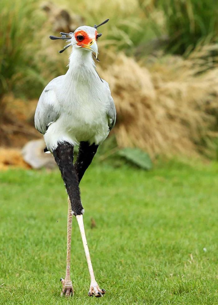 🐦The secretarybird or secretary bird is a large bird of prey that is endemic to Africa