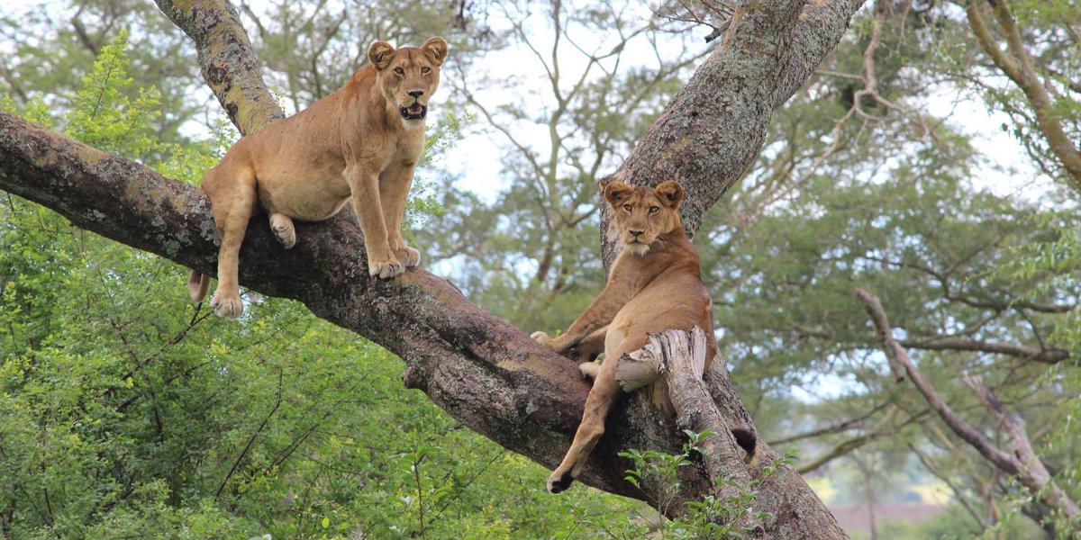 EscapeAdventur1's tweet photo. Tree climbing lions @ ishasha Queen Elizabeth National Park. https://t.co/Ro2IgmsriR