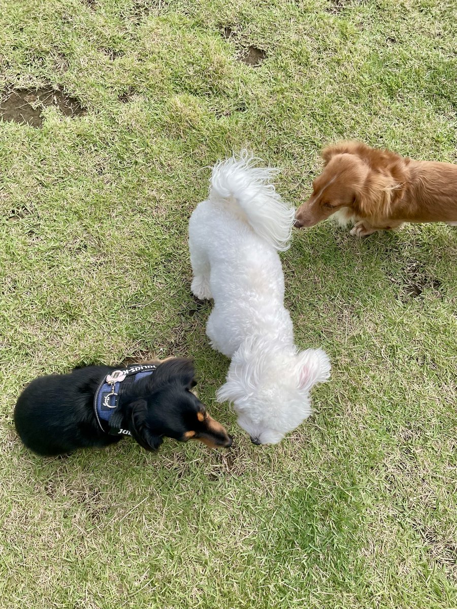 ロイくん🐶Mダックス♂ (@roiroi_reon02) / Posts / X