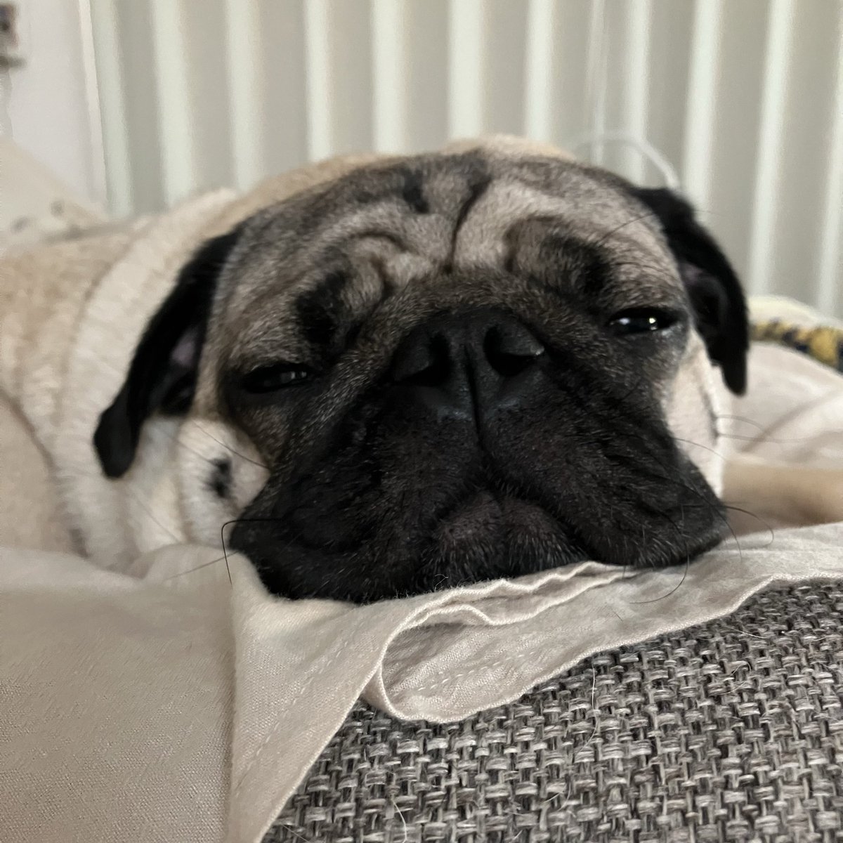 Pug__uuupeee's tweet image. 