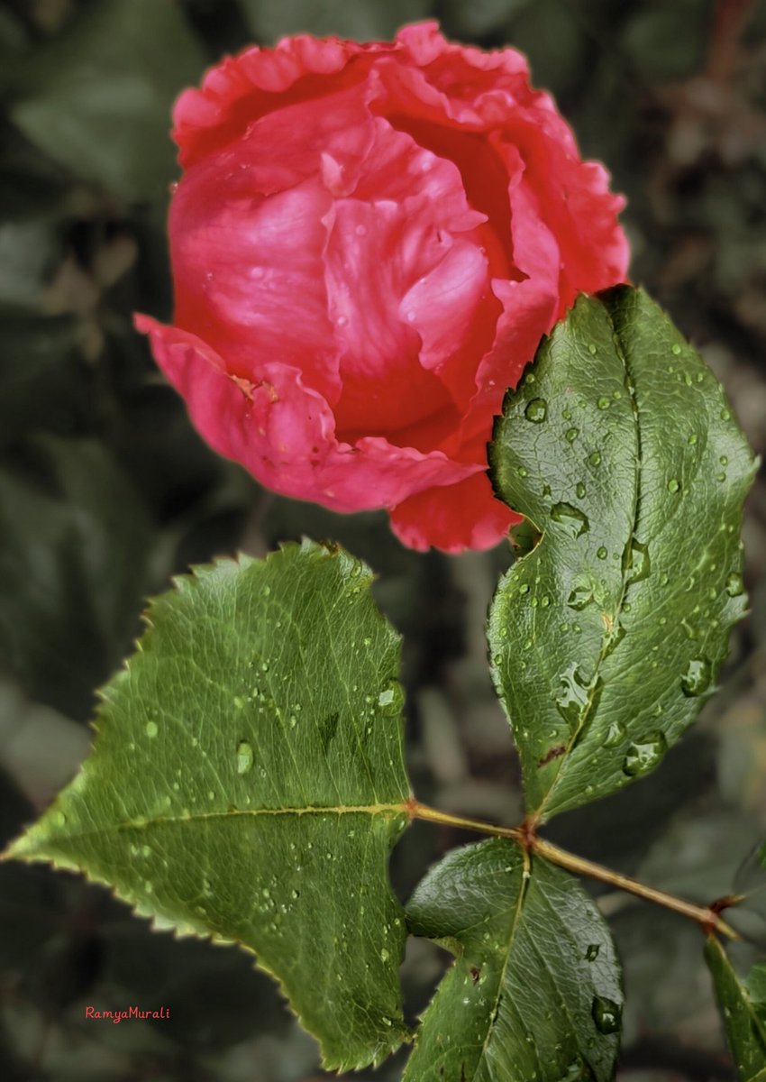 drramyamurali's tweet image. FlowersOnFriday !!