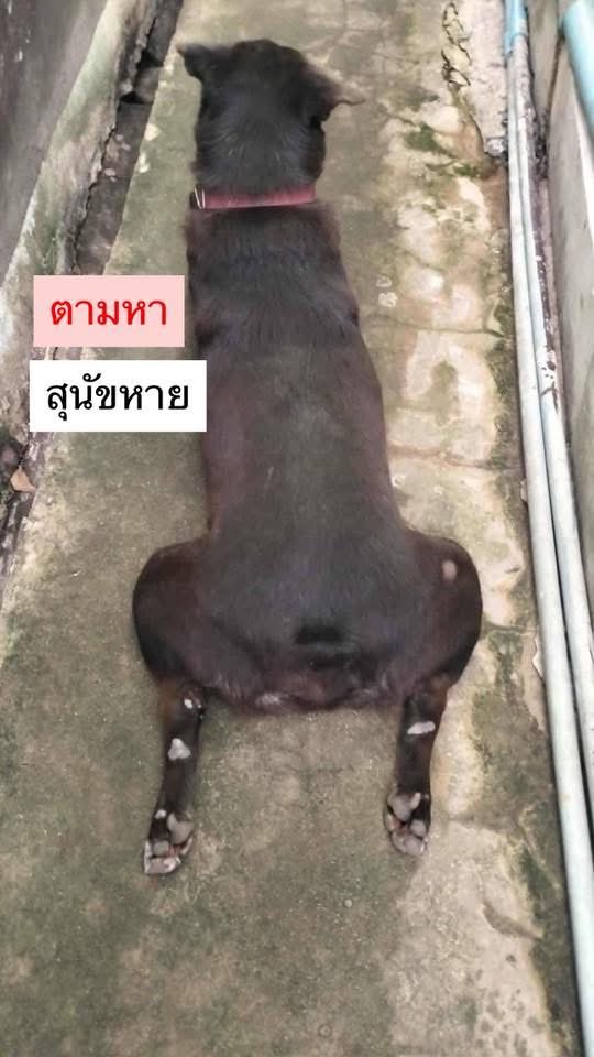 janxmp's tweet image. ช่วยรีหน่อยค่ะ🥺🙏🏻 

สุนัขหาย!!

ลักษณะตัวสีดำ *ไม่มีหาง*
ใส่ปอกคอสีแดง หายไปวันที่ 3 ต.ค 68
แถวบริเวณหน้าวัดชังเรือง สุขสวัสดิ์ 78 
ท่านใดพบเห็นโปรดแจ้ง โทร. 084-6422921 

#หมาหาย #สุขสวัสดิ์ #สุขสวัสดิ์78 #พระสมุทรเจดีย์ #พระประแดง #คู่สร้าง