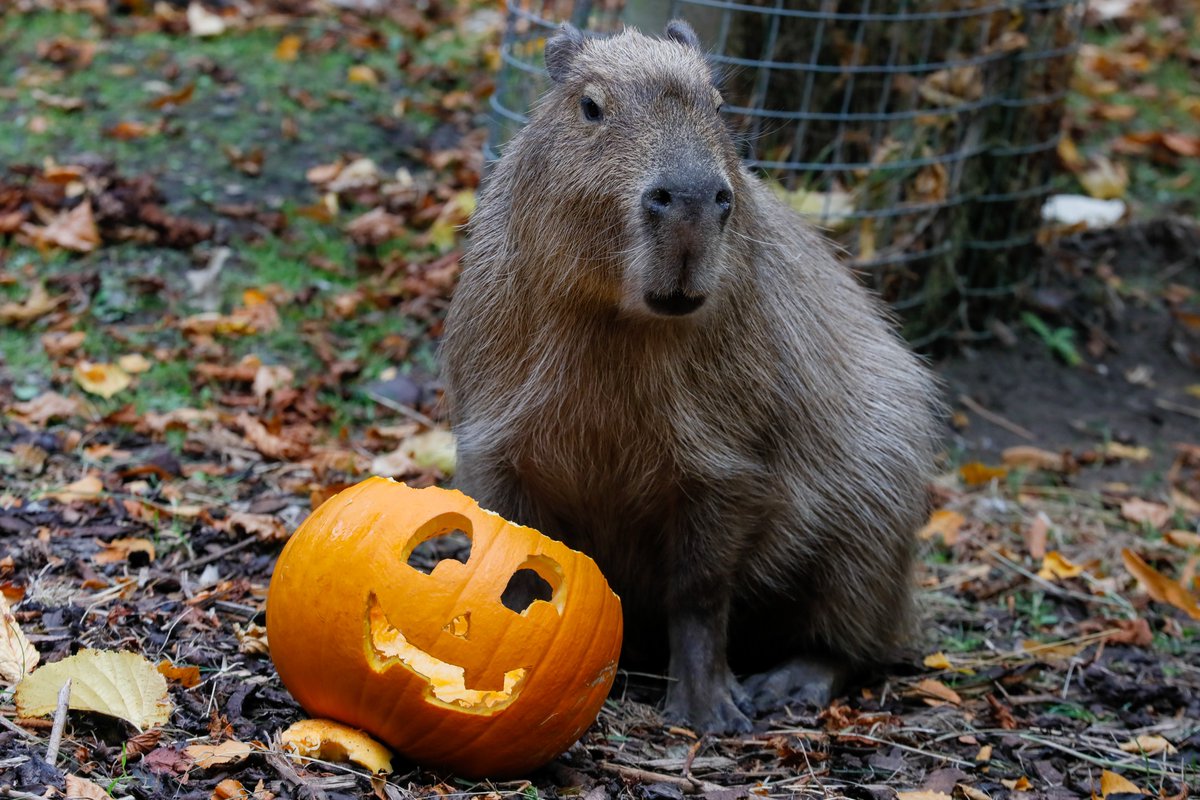 Have a CAPY Halloween!

Our capybaras are getting into the spooky spirit with some pumpkin fun! 🎃 🦇

Join us at Edinburgh Zoo this October for a spook-tacular time, from pumpkin-packed animal enrichment to after-dark thrills, there's something for every ghost and ghoul to
