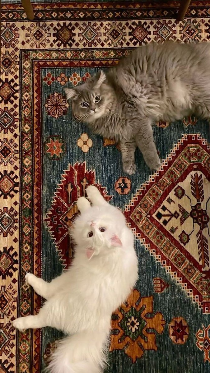 cuttee_cat's tweet photo. اللهم صل وسلم على نبينا محمد https://t.co/KVnDu8FdYb