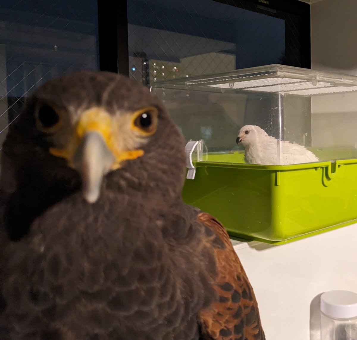 <실험일지 2025년 10월 10일>
드디어 트친을 납치하는데 성공했다.
일단 케이지에 넣어뒀는데 자꾸 삐약거린다.