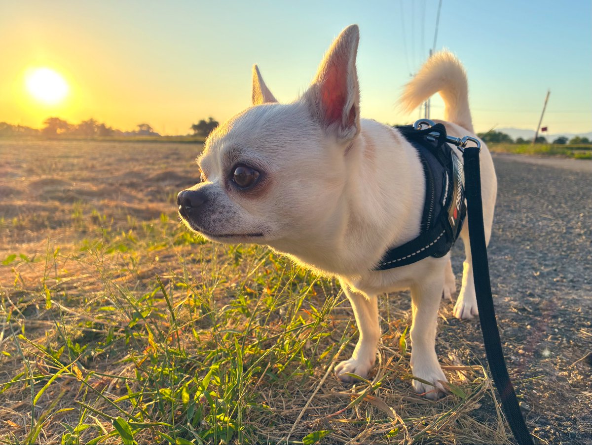 324_violet's tweet image. ハク坊と歩く
夕陽が綺麗な散歩道🐾

世の中がだいぶ
秋色になった🍂

#ハク #ハク坊 #ハル爺の弟分