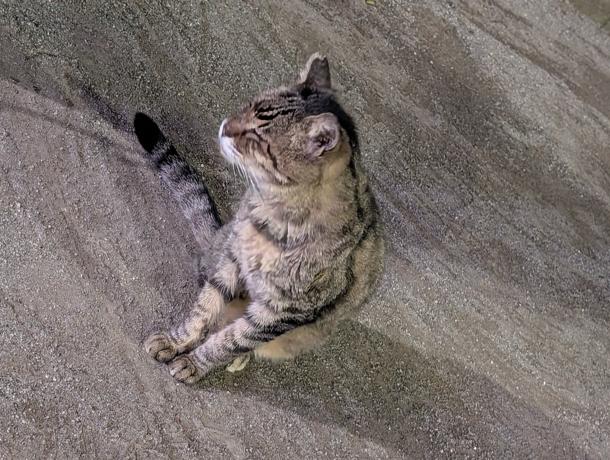 猫 うつぶせ茶トラ猫｜WooBia公式オンラインショップ – WooBia