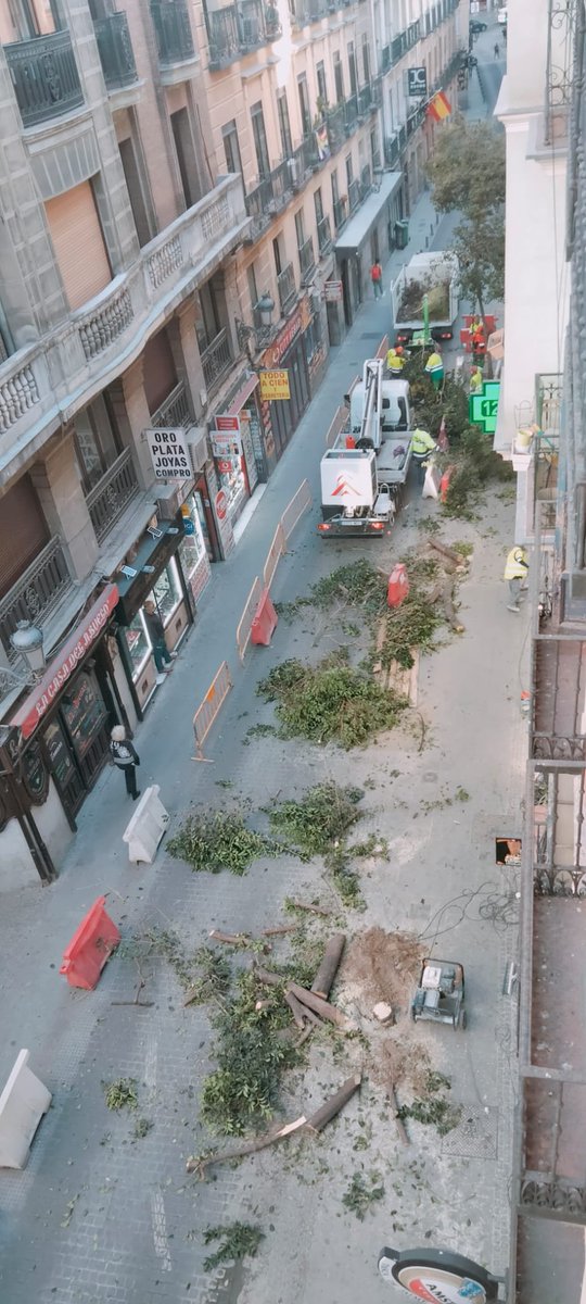 Estos son los valores de #Madrid 
Talas indiscriminadas en la calle la Cruz
😡Verdadero ecocidio, luego las excusas, estaban enfermos , eran peligrosos, etc
Islas de calor en verano
Talo y luego pregunto