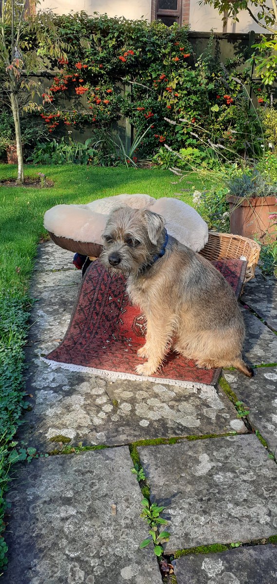 RuperttheBT's tweet image. Pals, call dogline, I&apos;s bin evicted!
#floorcleaning
#muddypaws
#btposse