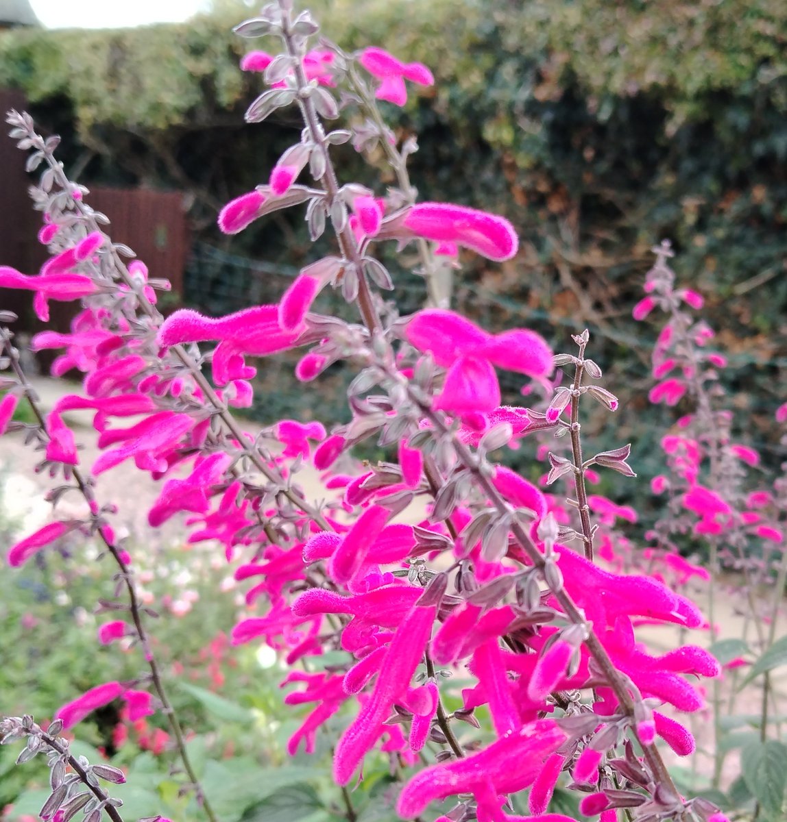 Salvia curviflora.  This one is in a pot, ready to go into our greenhouse when it get gets colder. We do have it in the garden too, but it's not hardy here, unfortunately. Beautiful Magenta flowers and sage green leaves. Great for bees and butterflies.