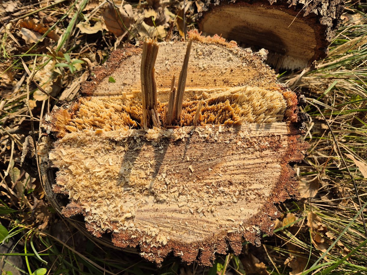 GerritHTR's tweet image. Deze stond hangend op een helling met ook nog eens het meeste gewicht aan de rechterkant. Zaag je die in op de #velrichting, dan ligt hij op de weg hiernaast. Door deze te compenseren is hij mooi gevallen om verwerkt te worden.
#TreeRemoval #BoomVerwijderen #Stihl #MS261