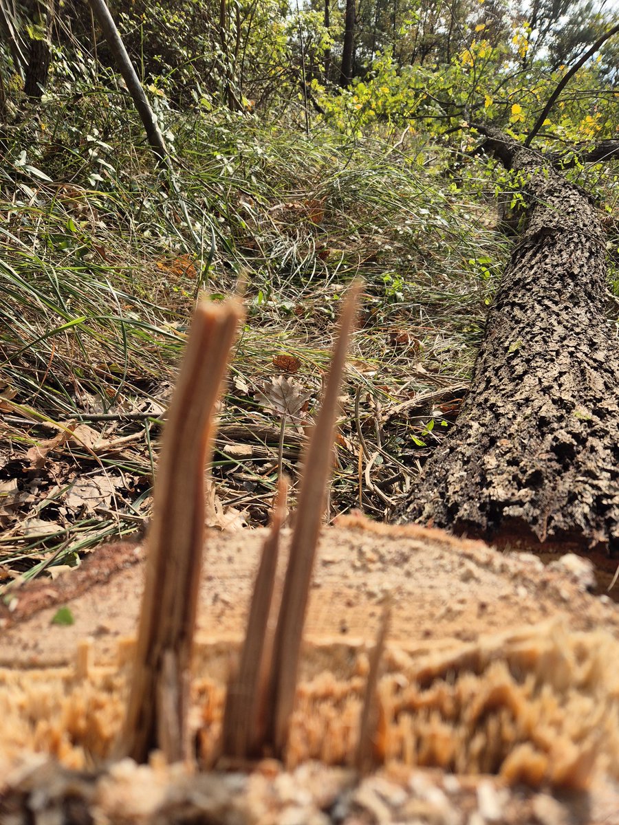 GerritHTR's tweet image. Deze stond hangend op een helling met ook nog eens het meeste gewicht aan de rechterkant. Zaag je die in op de #velrichting, dan ligt hij op de weg hiernaast. Door deze te compenseren is hij mooi gevallen om verwerkt te worden.
#TreeRemoval #BoomVerwijderen #Stihl #MS261