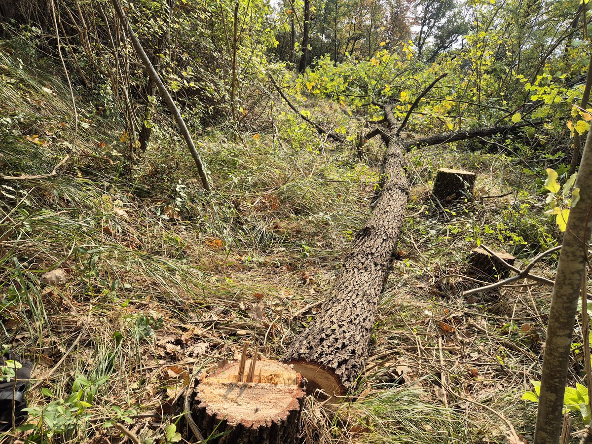 GerritHTR's tweet image. Deze stond hangend op een helling met ook nog eens het meeste gewicht aan de rechterkant. Zaag je die in op de #velrichting, dan ligt hij op de weg hiernaast. Door deze te compenseren is hij mooi gevallen om verwerkt te worden.
#TreeRemoval #BoomVerwijderen #Stihl #MS261