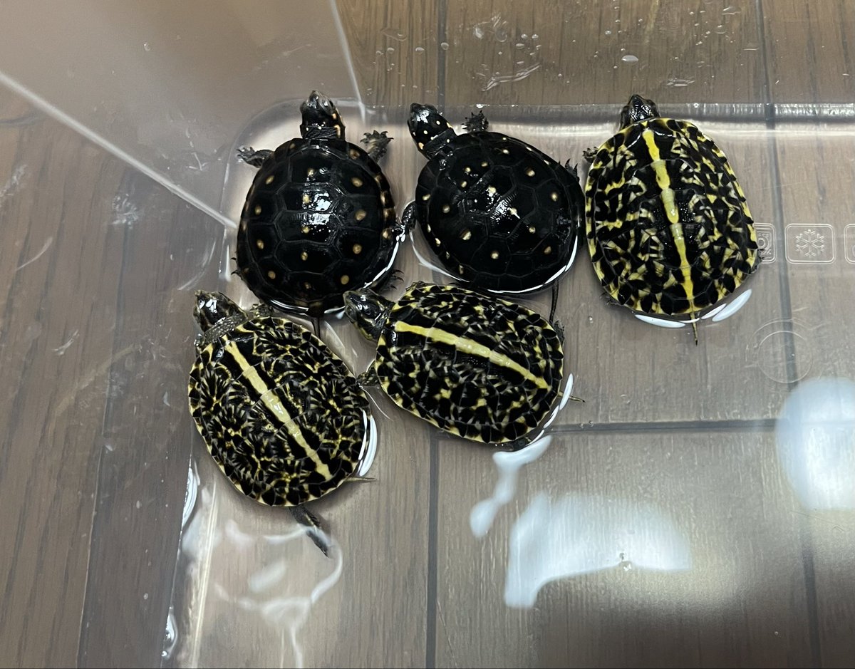 同じくらいの大きさのキボシイシガメとフロリダハコガメ