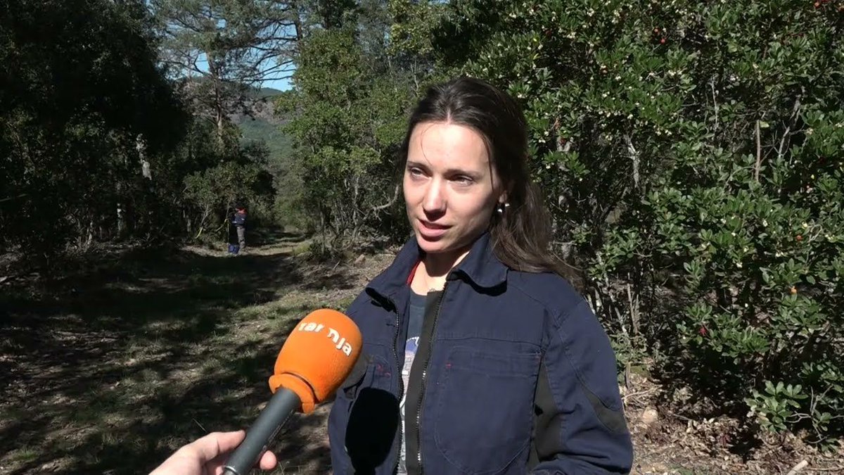 Aquesta setmana la cooperativa <a href="/sambucuscoop/">Sambucus Cooperativa</a> ha començat la recol·lecció de cireretes d'arboç per culminar el projecte #PlantesOblidades, que porta a terme juntament amb quatre entitats més: <a href="/eixarcolant/">Col·lectiu Eixarcolant</a>, <a href="/fundacioemys/">Fundació Emys</a>, <a href="/XCNatura/">XCN</a> i <a href="/IBB_botanic/">Institut Botànic de Barcelona</a>

canaltaronja.cat/osona/sambucus…