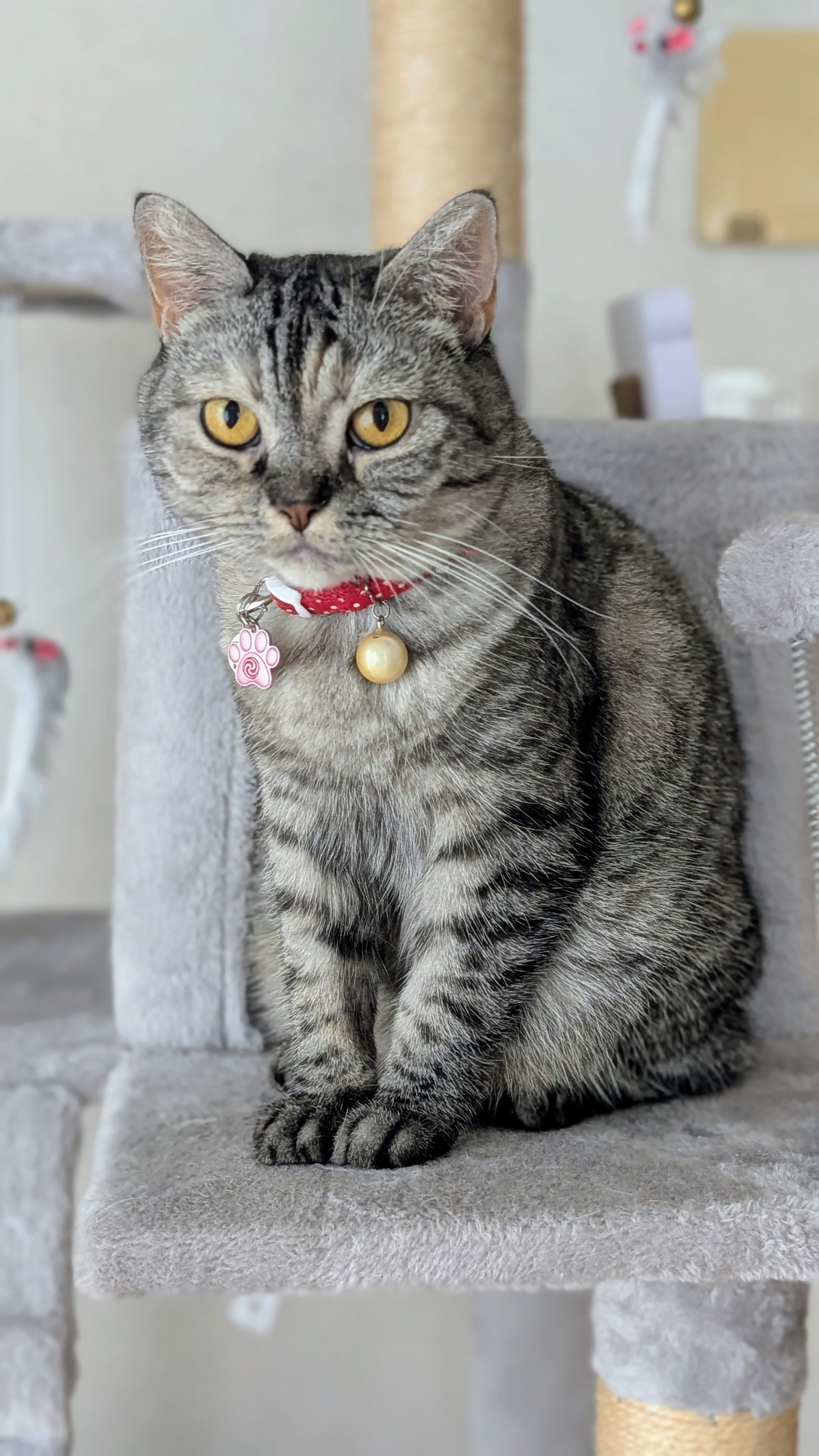 にこさんのねこさん　ティーフォーワン 新コンセプトビジュアル解禁！無料一挙配信＆「ファミリーアニメ