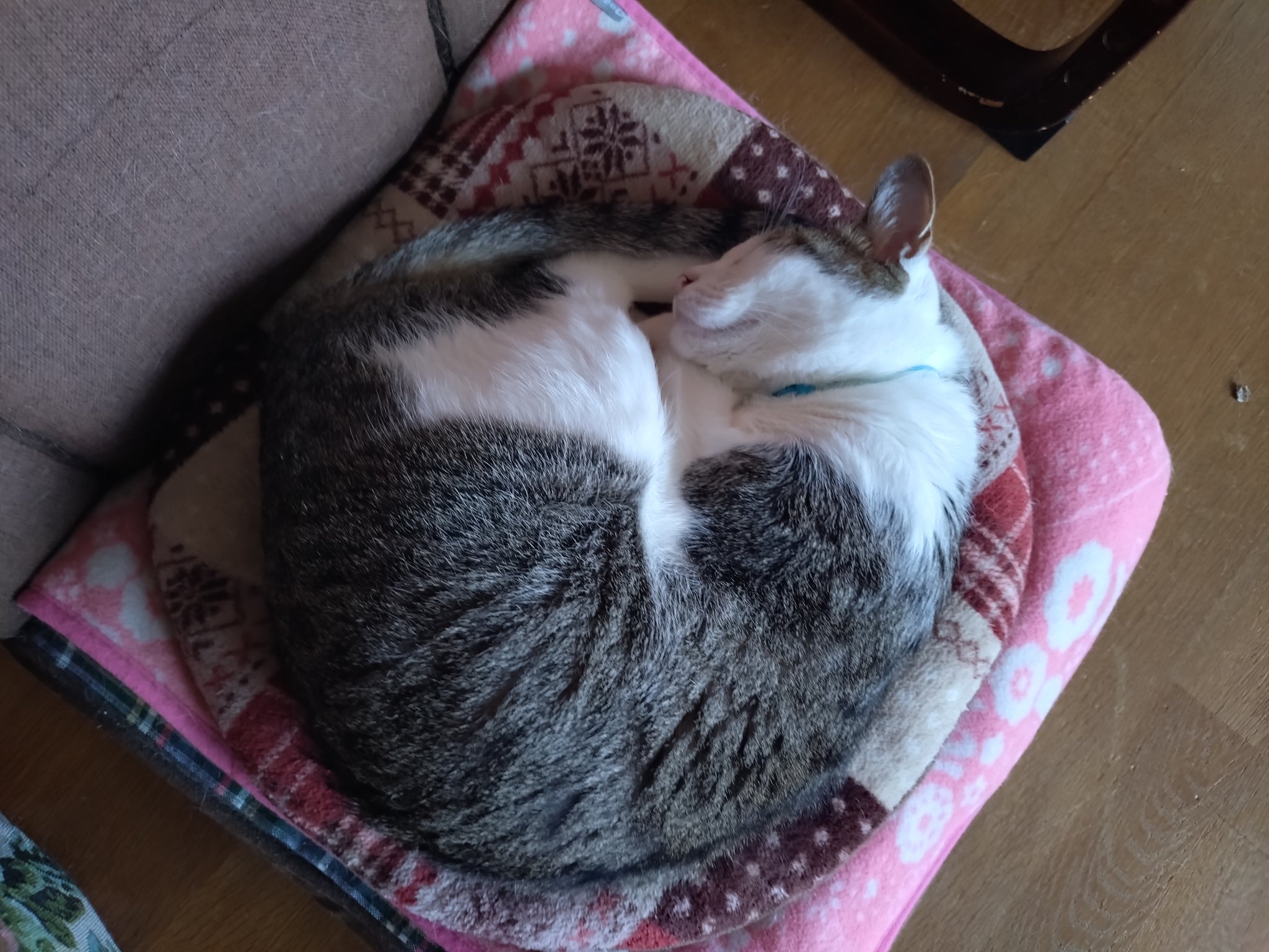 緋花めう/spark on X: 