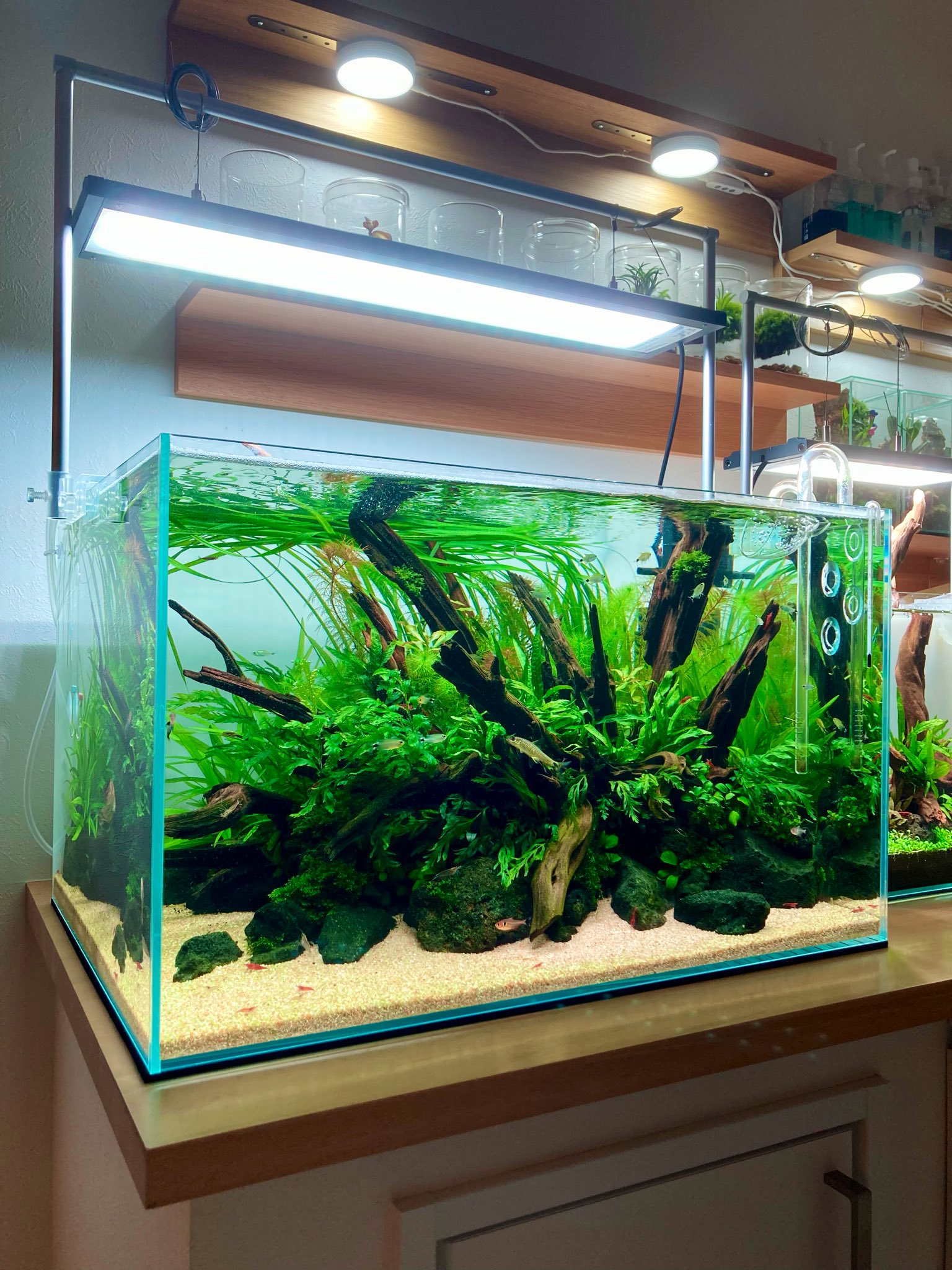 トキワ🌿 (@tokiwa_aquarium) / X