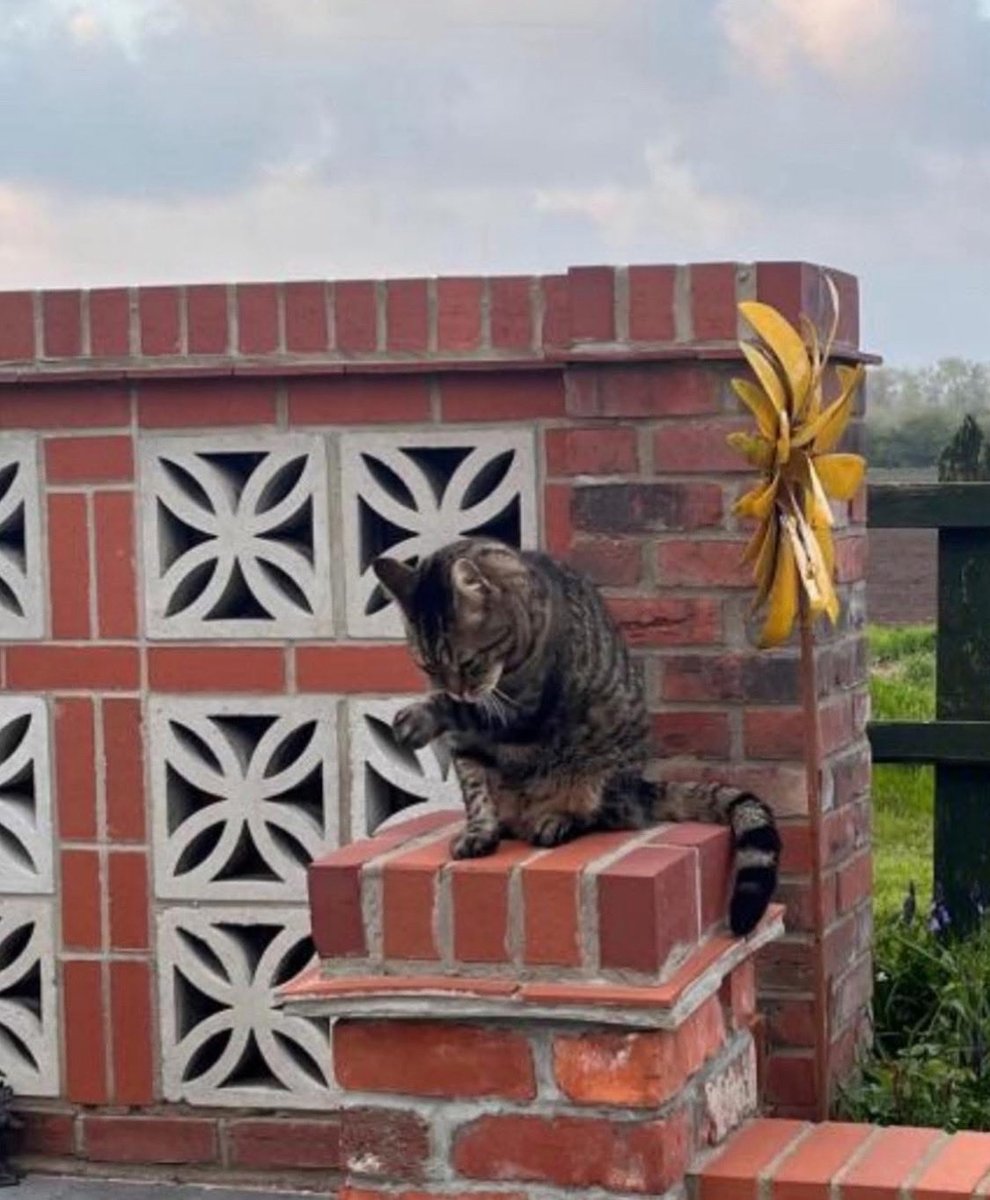Freddie keeping me company this morning 😻🙂 #retreatcat #lovepets
#PetFriendlyStay
