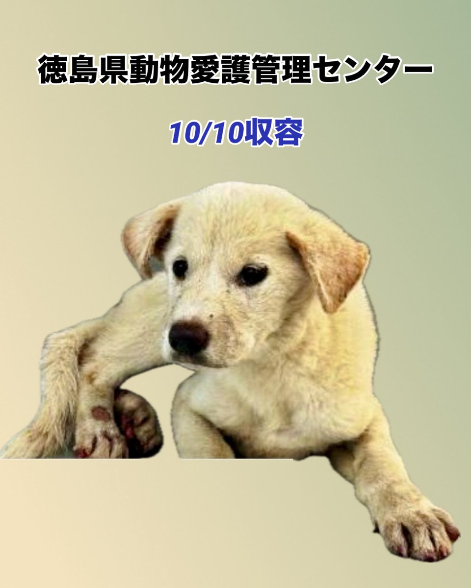 3ヶ月位の子犬
行き場のない野犬の女の子です
徳島県です
命を救われますように🙏🏻

♦️住民通報
🔹10/10 徳島市国府町早渕
🔹雑種・白・メス
🆘徳島県動物愛護管理センター
douai-tokushima.com/stray/doglist