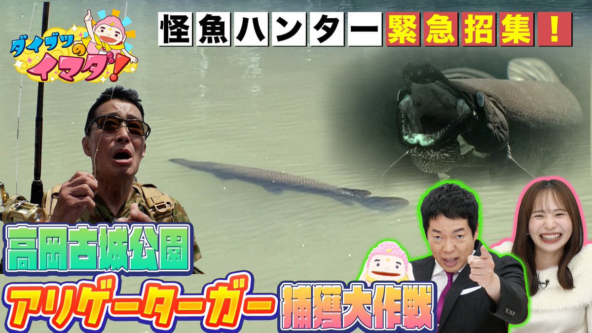 toyama_tv's tweet image. ⏰きょう午後6時30分から！
『ダイブツのイマダ！』
高岡古城公園のお堀に現れた“アリゲーターガー”🐊
去年の捕獲は失敗…そして9か月後、再び挑む！
怪魚ハンターも参戦したリベンジの行方は――⁉️

#今田耕司 #アリゲーターガー