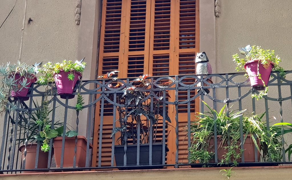 🦉Cada cop veig més *mussols* com aquest als balcons de Barcelona i tinc un dubte seriós. 🤷🏻‍♀️ 
Els identifiquen com a depredadors a la ciutat? O millor fer servir figures de *falcons o gavines*? 🐦