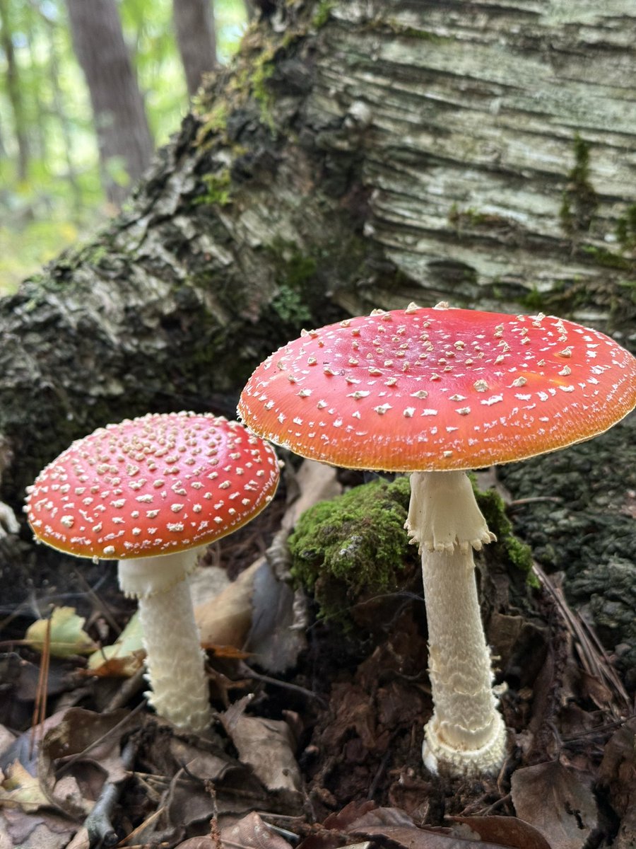 きのこ ✨シャトルーズ色というのか、蛍光っぽいレモンイエローのこの