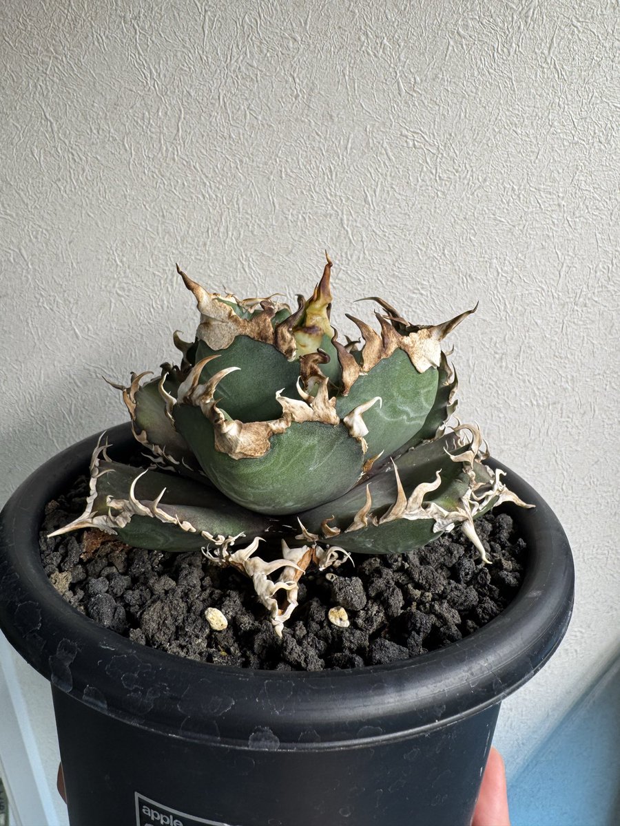 アガベ　確認用 アガベ - Search / X