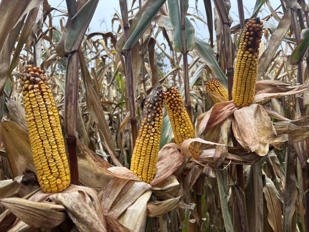 Quelques surprises en ouvrant des épis qui semblaient flatteurs sur du #p0450 semé le 28 avril. 
Parcelle avec 5,2% de MO qui tournent très bien agronomiquement !
Des fois, ça tient à rien, seulement 2-3 jours.
Ouvre mon épi et je te raconterai ma vie 🌽