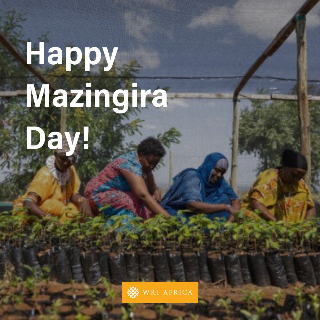 It’s #MazingiraDay in Kenya! 

🌿 Every effort- tree growing, sharing hope, or backing restoration champions- helps protect our future. Together, we can #RestoreLocal.

Learn more: bit.ly/43oNorV