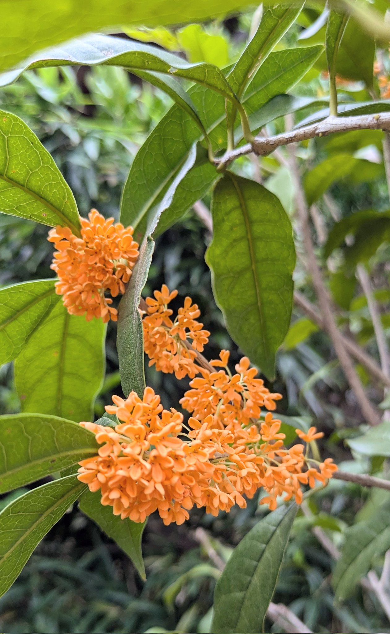 Yuuka ☀️プロフ確認☀️  2 アオダモ　株立ち Yuuka ☀️プロフ確認☀️ 2 アオダモ 株立ち 345mowmow